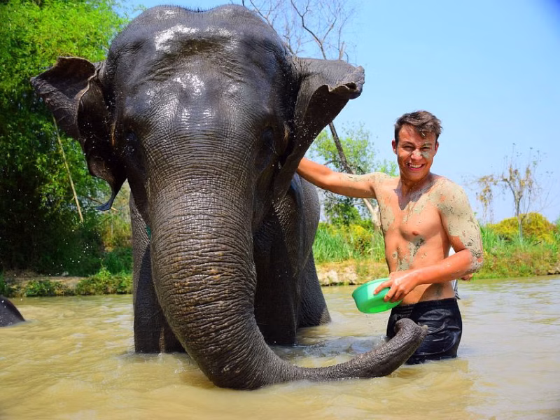 Phuket: Elephant Save & Care Program Tour (Half Day Tour)