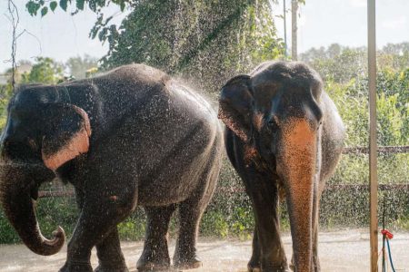 Phuket Elephant Care Sanctuary ECO Tour