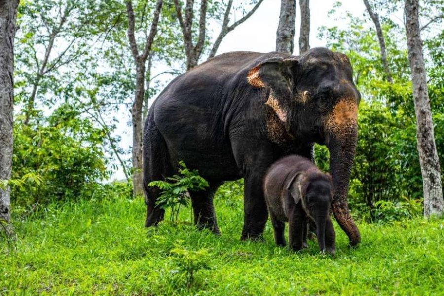 Full-Day Elephant Explorer at Phuket Elephant Care  Home Page 98 2 900x600