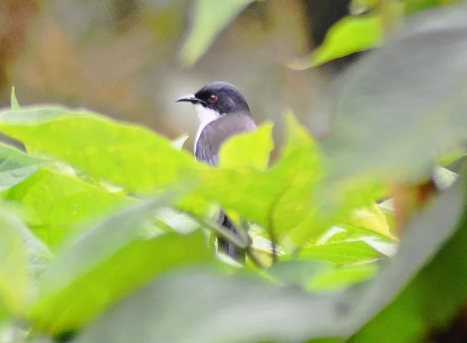 Bird Watching Doi Inthanon
