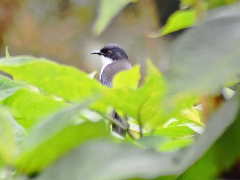 Bird Watching Doi Inthanon
