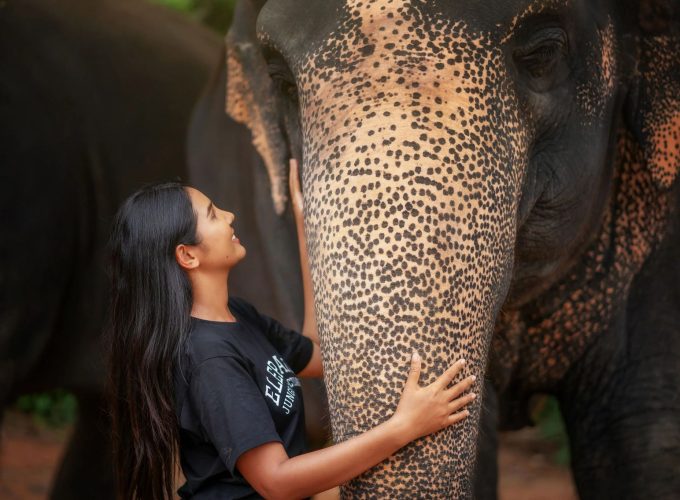Elephant Sanctuary Feed Me Experience