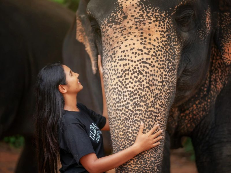 Elephant Sanctuary Feed Me Experience