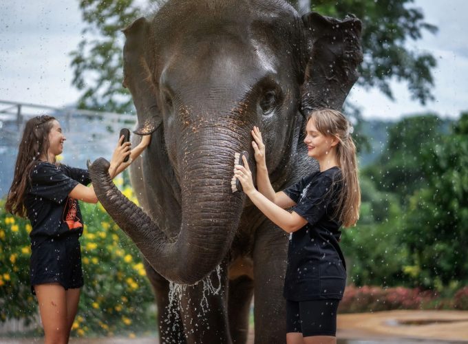 Elephant Sanctuary Feed & Shower Experience