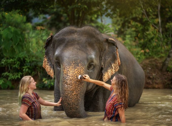 Elephant Sanctuary Half Day Experience