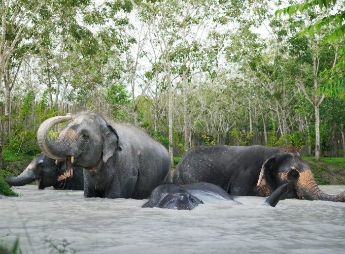 Elephant Sanctuary Jumbo Elephant Program