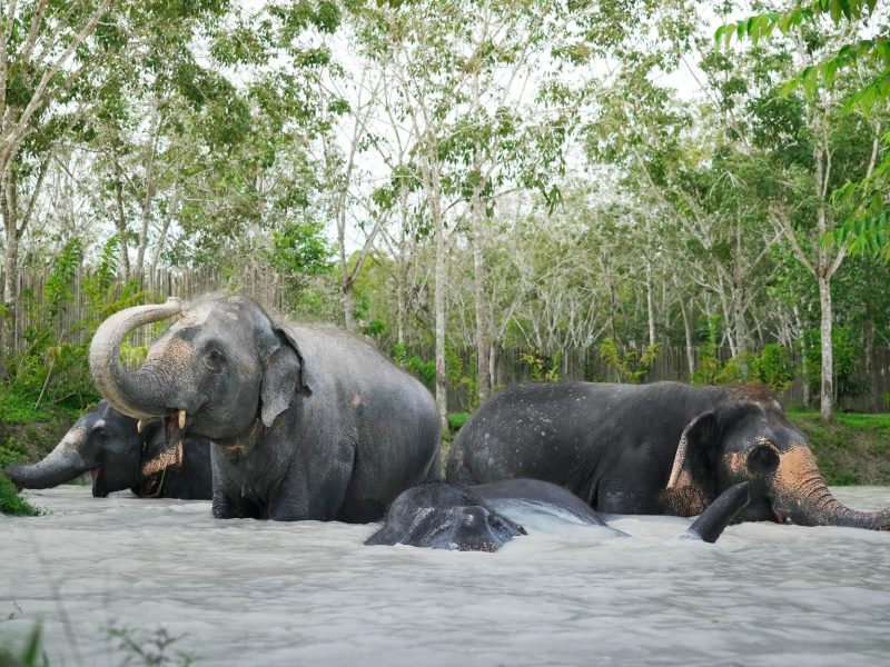 Elephant Sanctuary Jumbo Elephant Program