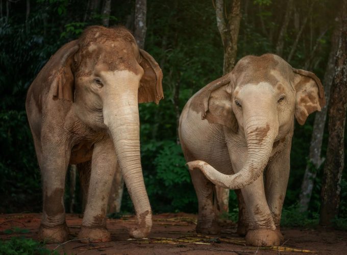Elephant Sanctuary Watch Me Experience