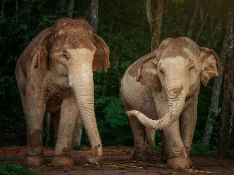 Elephant Sanctuary Watch Me Experience